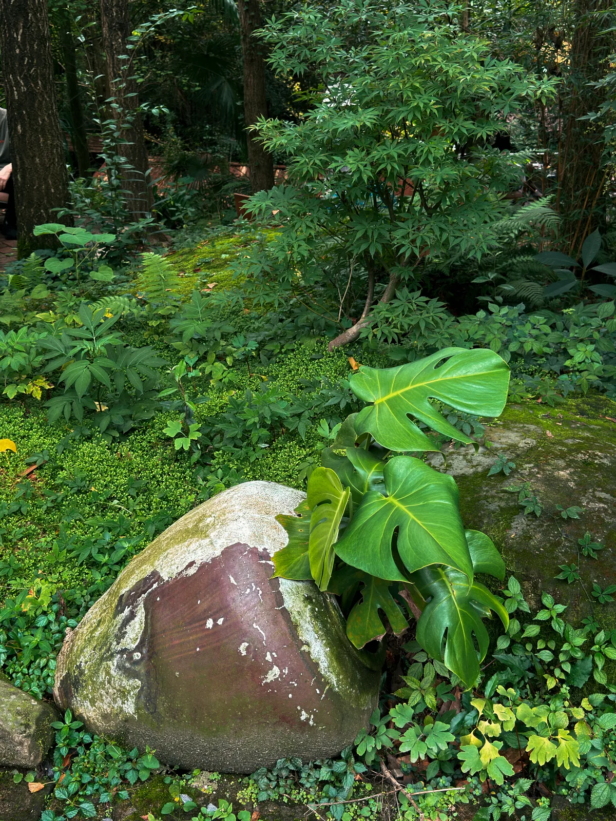 青城山绿植丛中长满青苔的圆石与龟背竹
